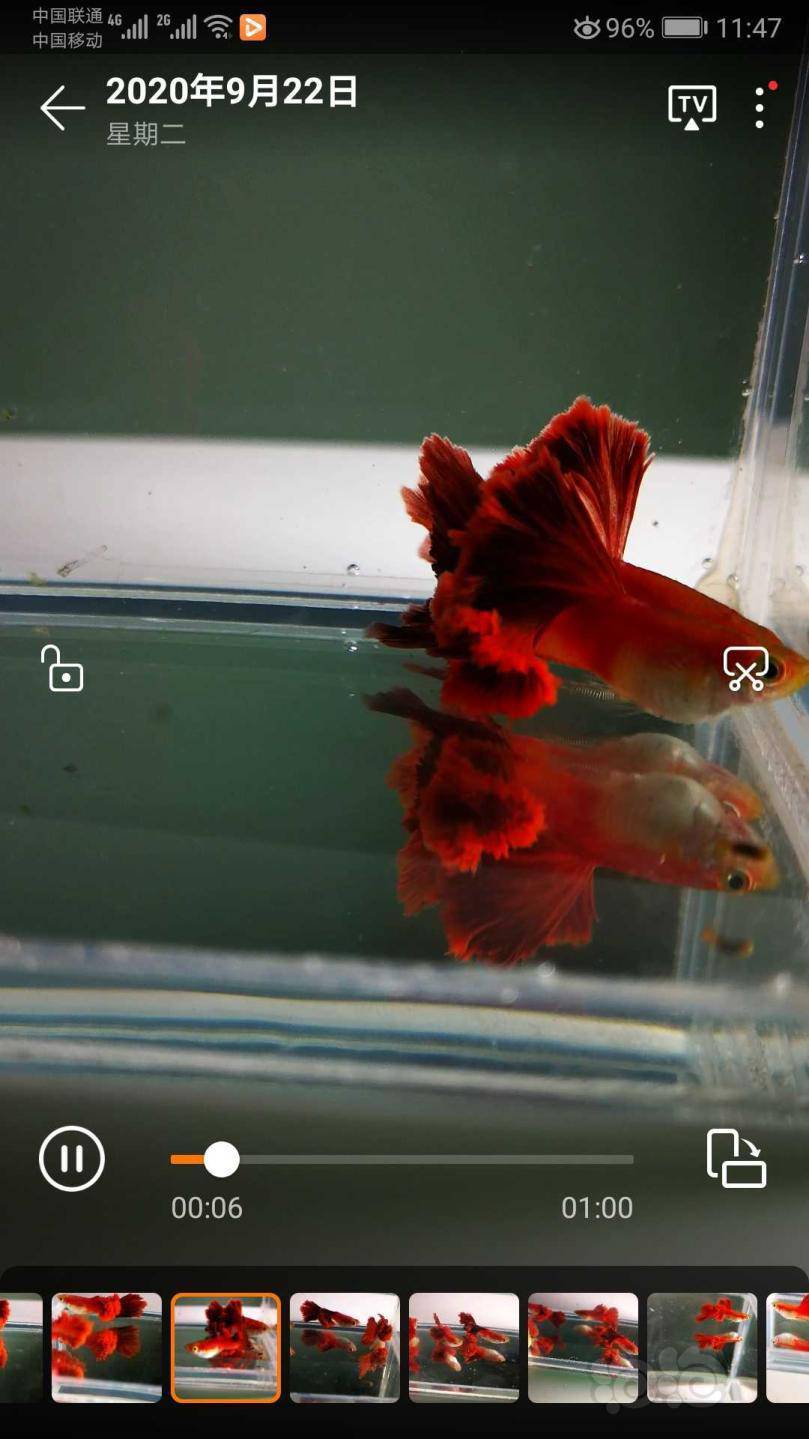 其它打褶菊花火炬