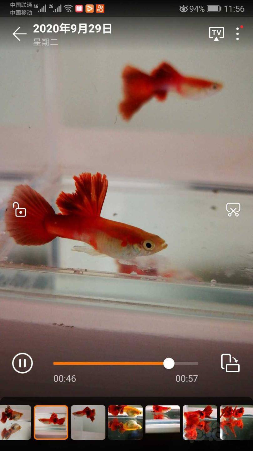 孔雀鱼 打褶菊花火炬