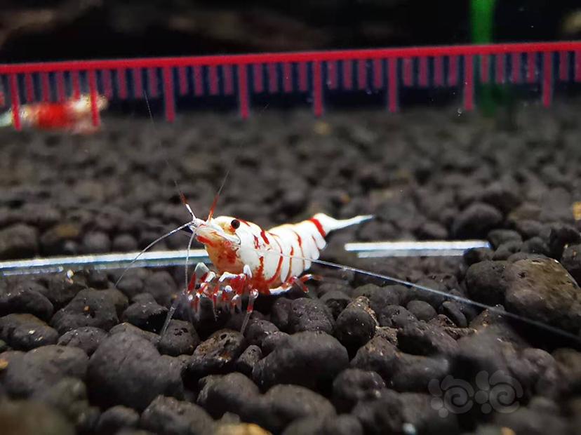 【虾】2020-11-13#RMB拍卖#红花虎公虾一份一只-图5