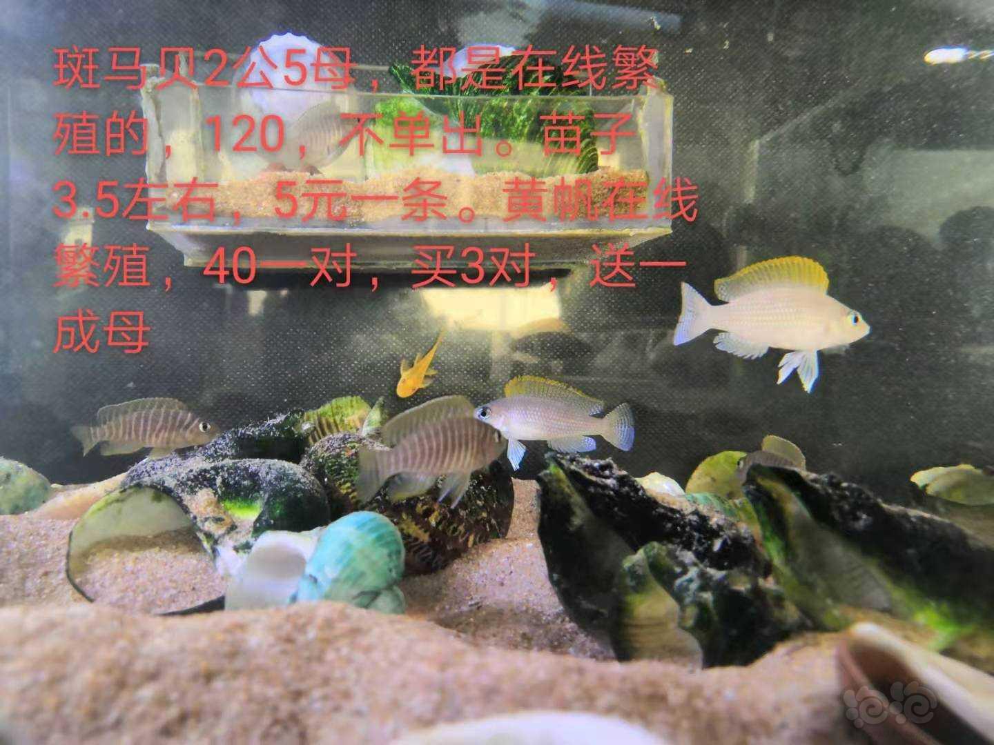 【热带鱼】福利处理红箭鱼，鸿运当头，斑马贝，黄帆天堂鸟，砖石贝-图7