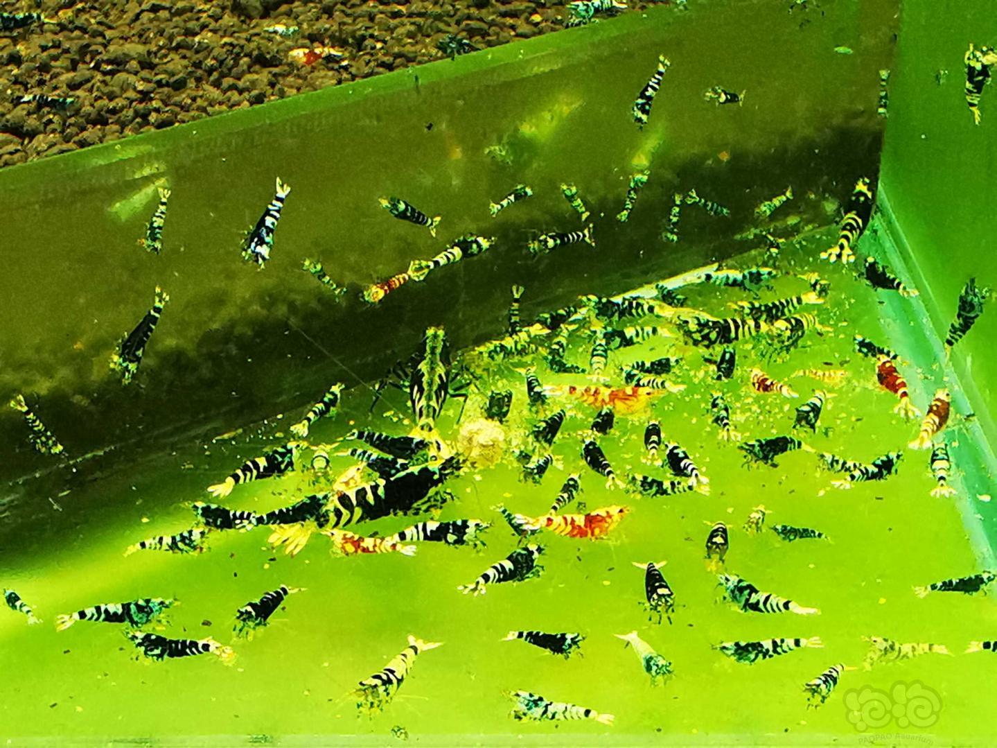 虾缸绿藻形成-图9