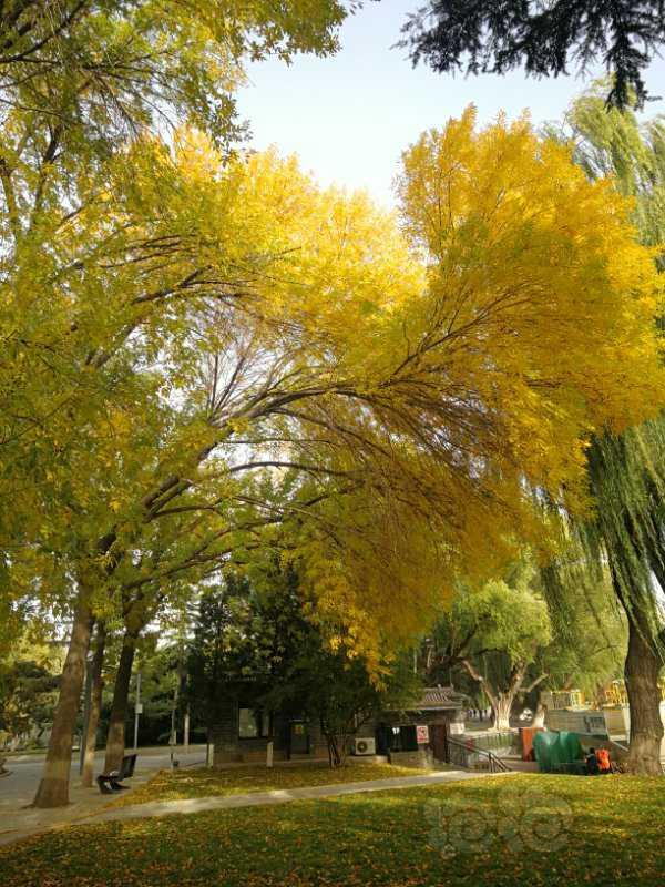 秋天的北京*^O^*-图4