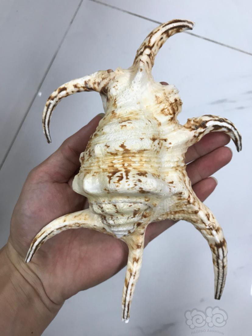 奇特海螺贝壳🐚-图5