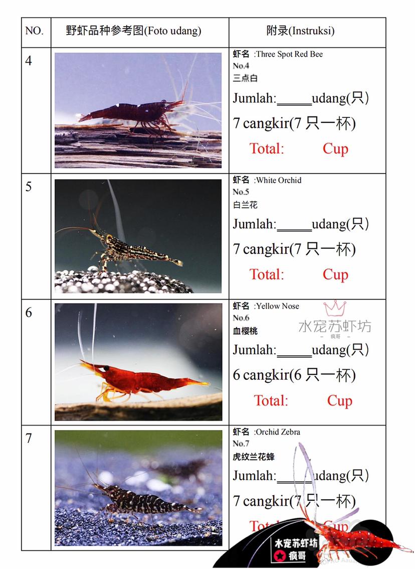 苏虾野虾能进口的品种-图2