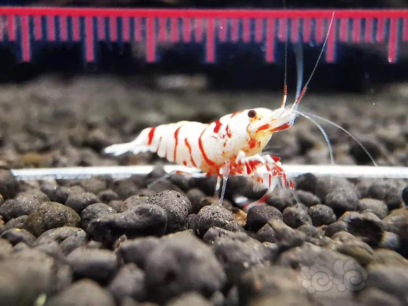 【虾】2020-11-13#RMB拍卖#红花虎公虾一份一只-图6