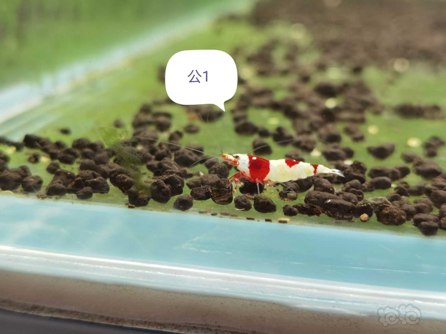 【虾】2020-11-19#RMB拍卖系统红白繁殖组1公2母-图3