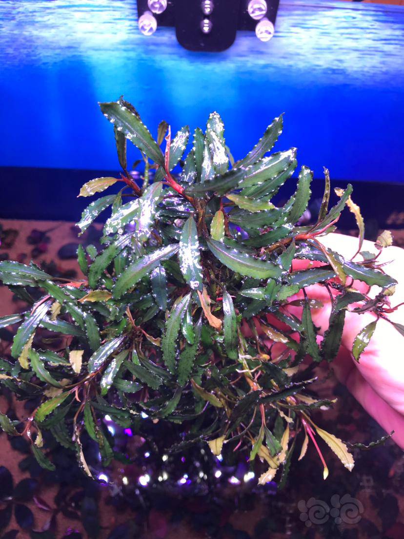 辣椒榕潘多拉幻影迷你叶闪电还剩一部分没出微13238859打包500浙江