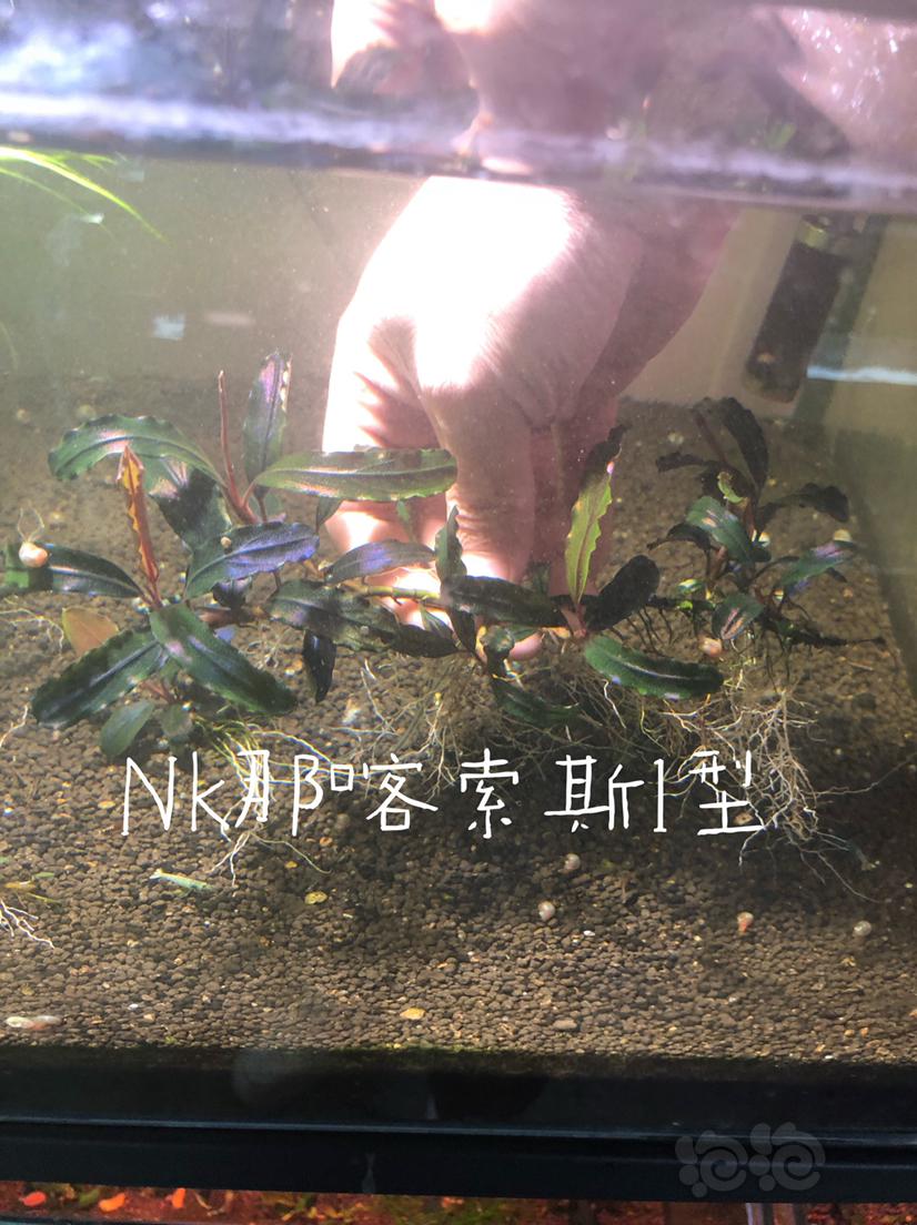 【辣椒榕】北京出售那喀索斯1型大丛+13厚海。-图1