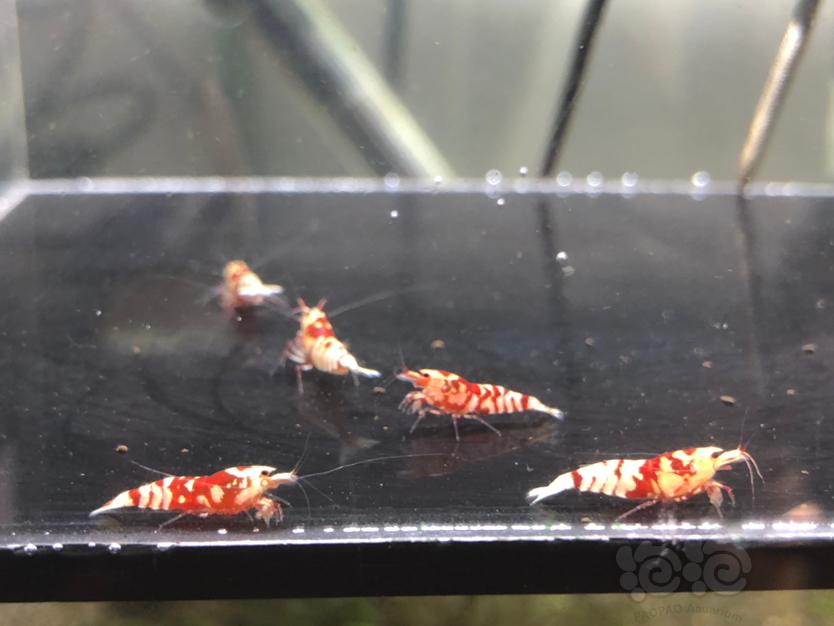 【虾】2020-11-07#RMB拍卖红花虎小虾6只-图4