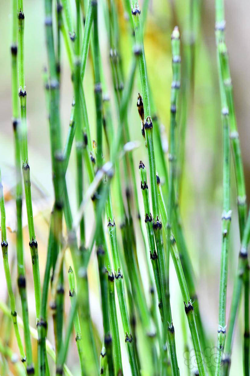 微景观坨草缸里的姬木贼