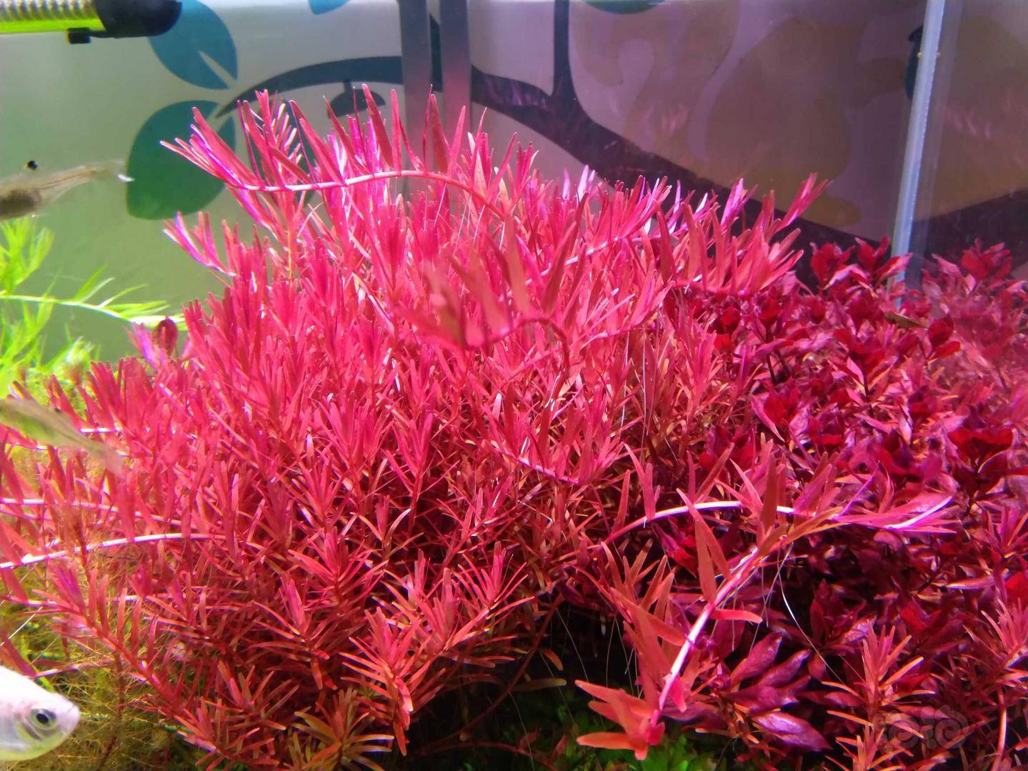 暖宝宝的需要另加5元印度小圆叶叉柱随机送  紫红丁香血红宫廷60颗