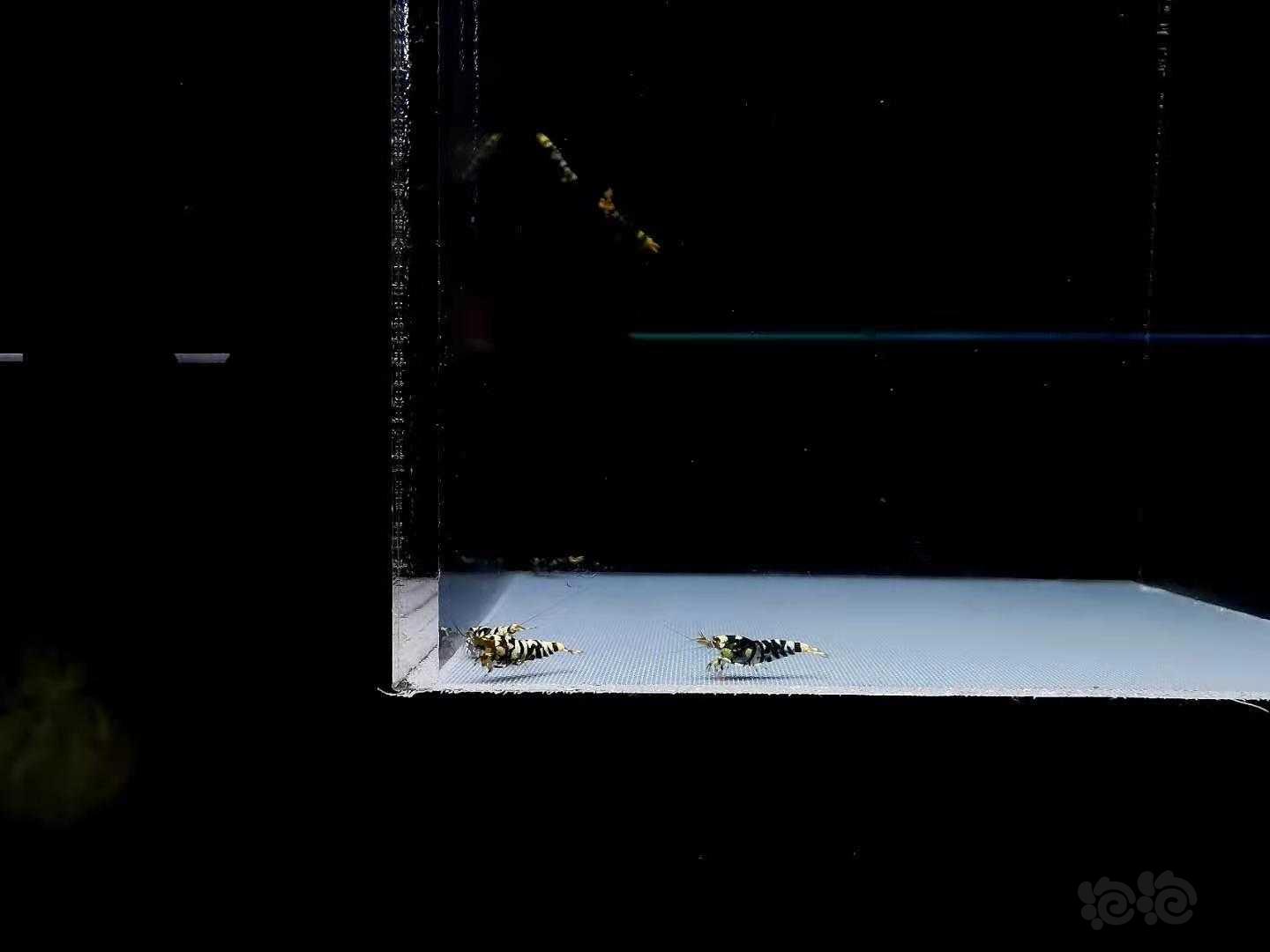 【虾】2020-12-22#RMB拍卖#黑花虎水晶虾幼虾一份8只-图4