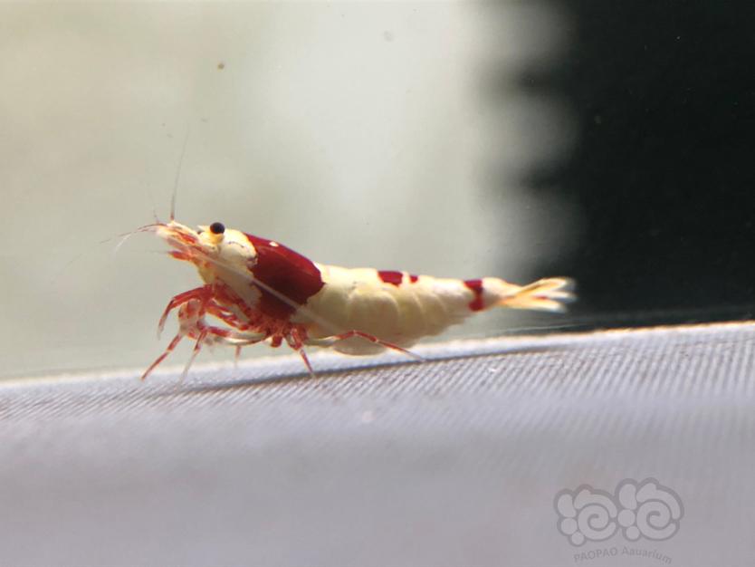 【虾】2020-12-19#RMB拍卖 红白繁殖组3只-图2