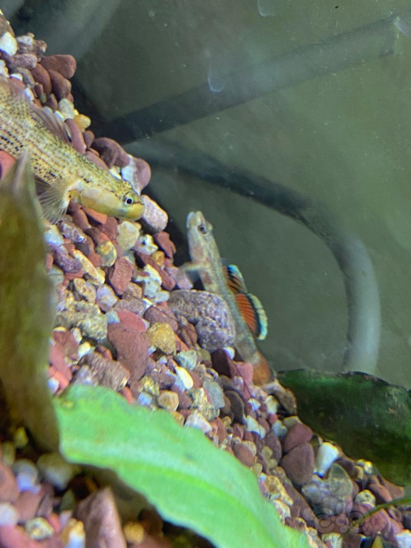 新红吻虾虎鱼-图4