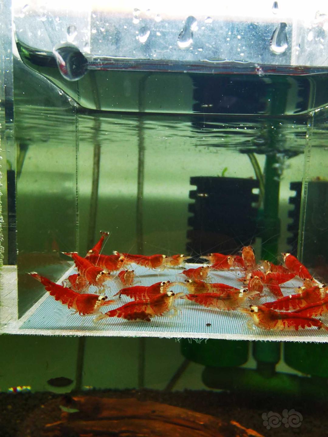 【虾】2020-12-28#RMB拍卖#圣诞红水晶虾一份30只-图2