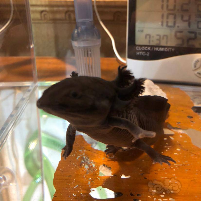 六角恐龙小可爱