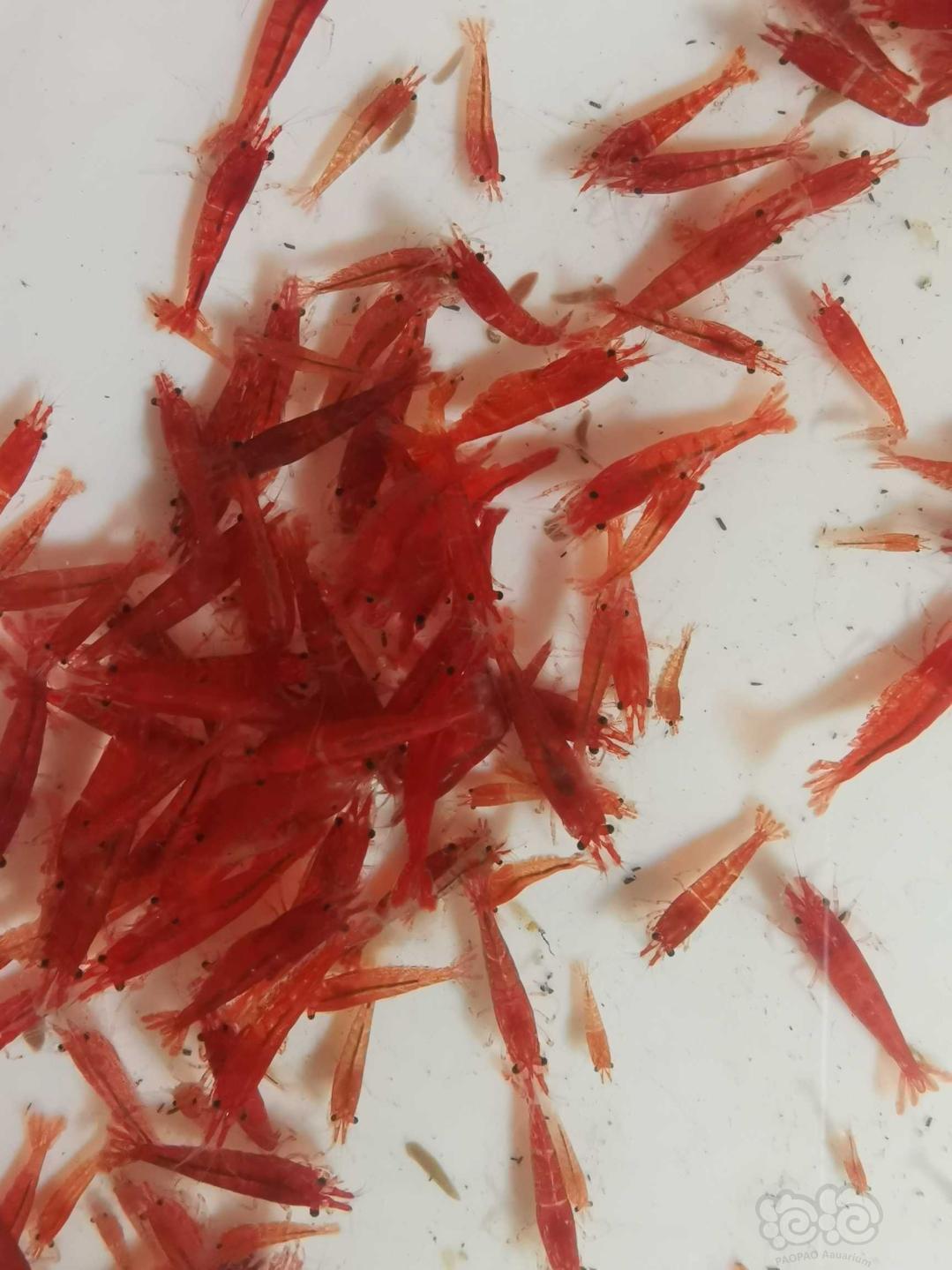 出点淡色的血腥玛丽虾，尺寸1.0—1.8CM-图3