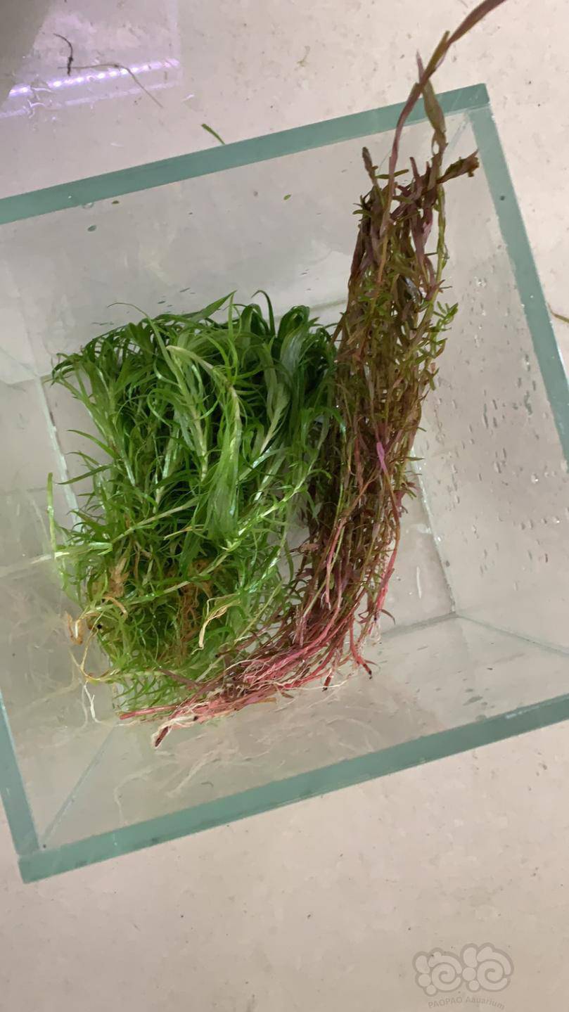 水草交易 古精 翻缸出全部                 亚马逊艳红皇冠20  丹麦