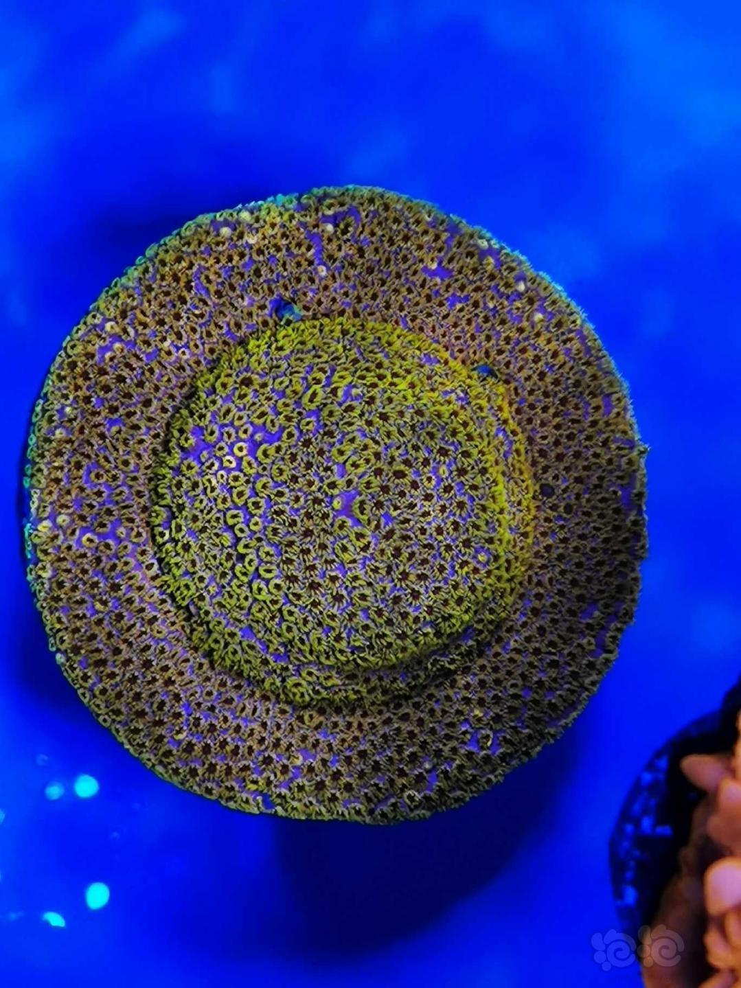 晒晒珊瑚健康-图4