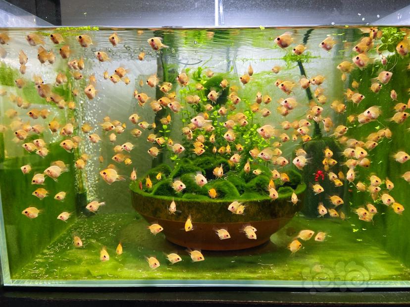 【美洲慈鲷】金波子幼儿园缸里的短绒藻-图1