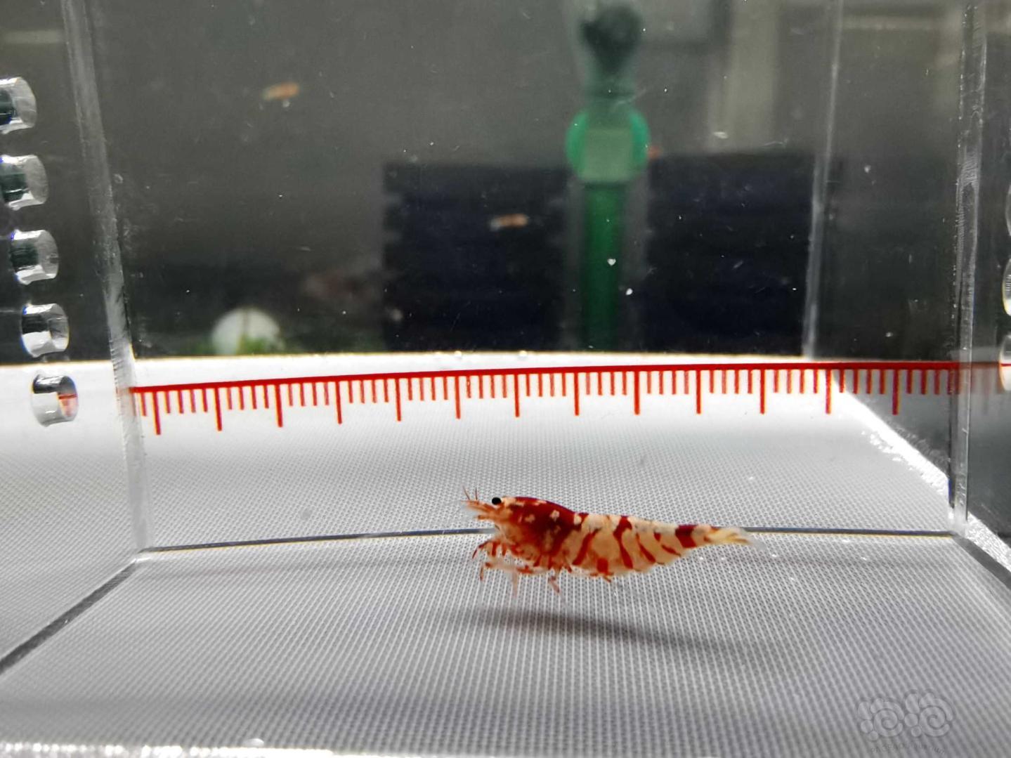 【虾】2020-12-27#RMB拍卖#太极红花虎水晶虾4只-图3