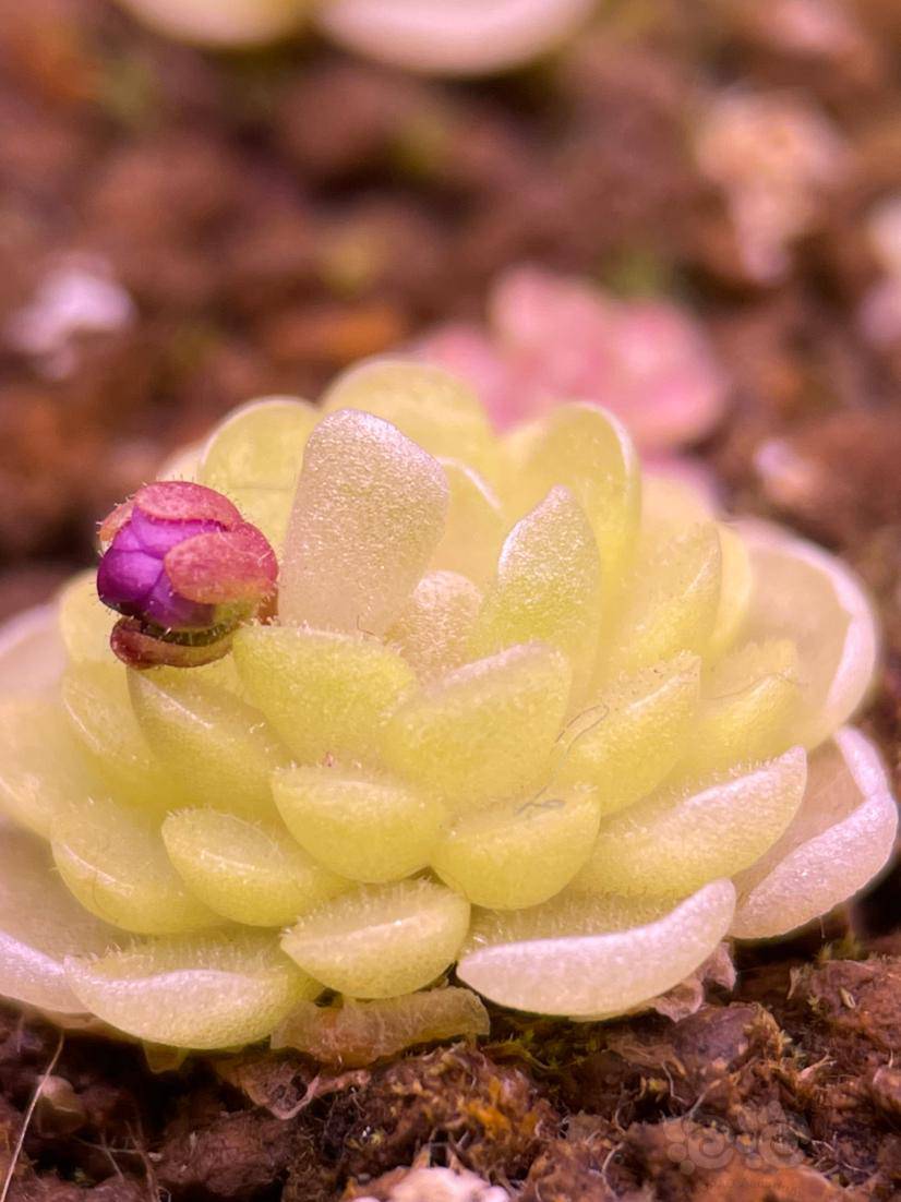 食虫冬眠中的捕虫堇4