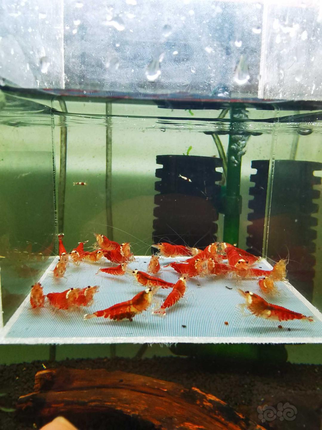 【虾】2020-12-28#RMB拍卖#圣诞红水晶虾一份30只-图1
