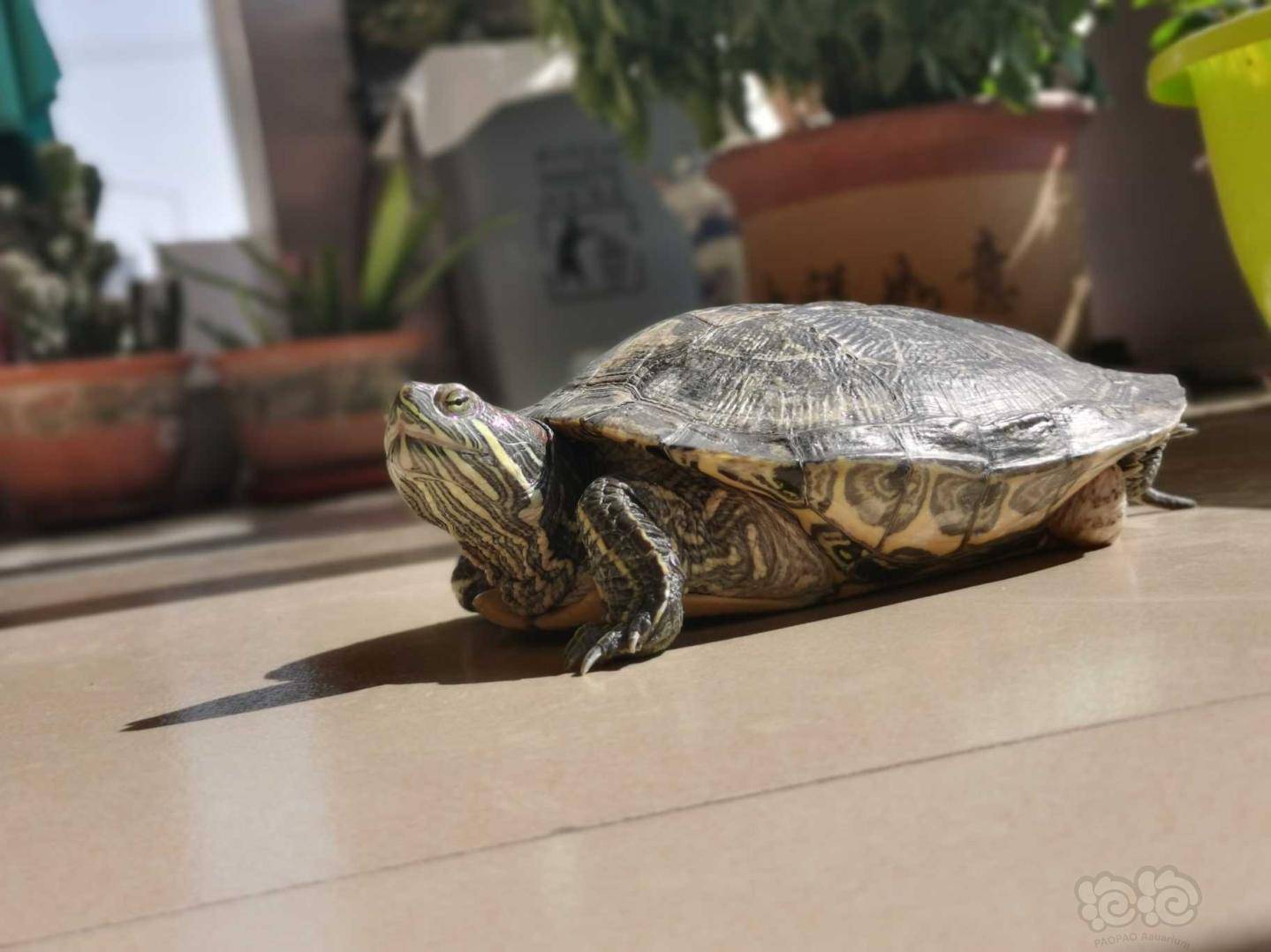 尼特利at3 和魔点smini