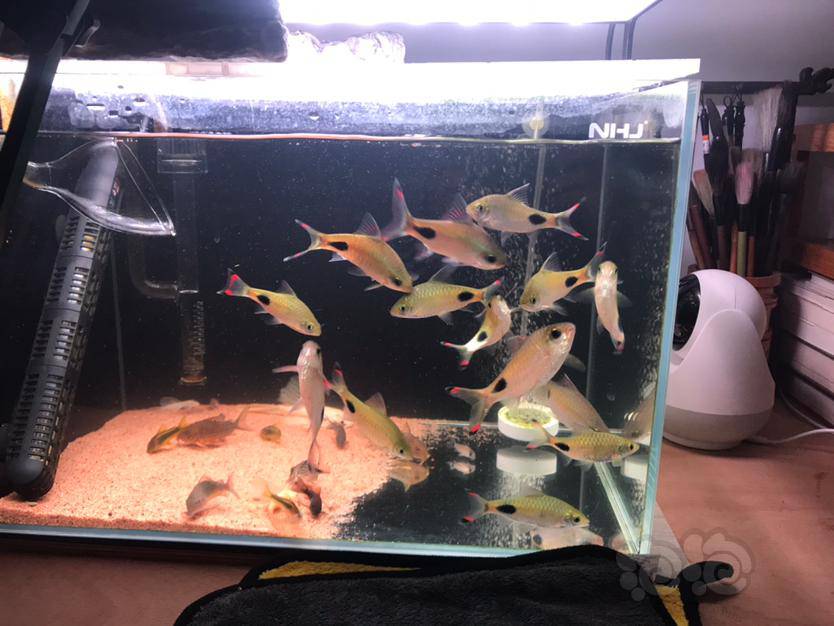 热带鱼减密出黑影道人和紫红两点鲫