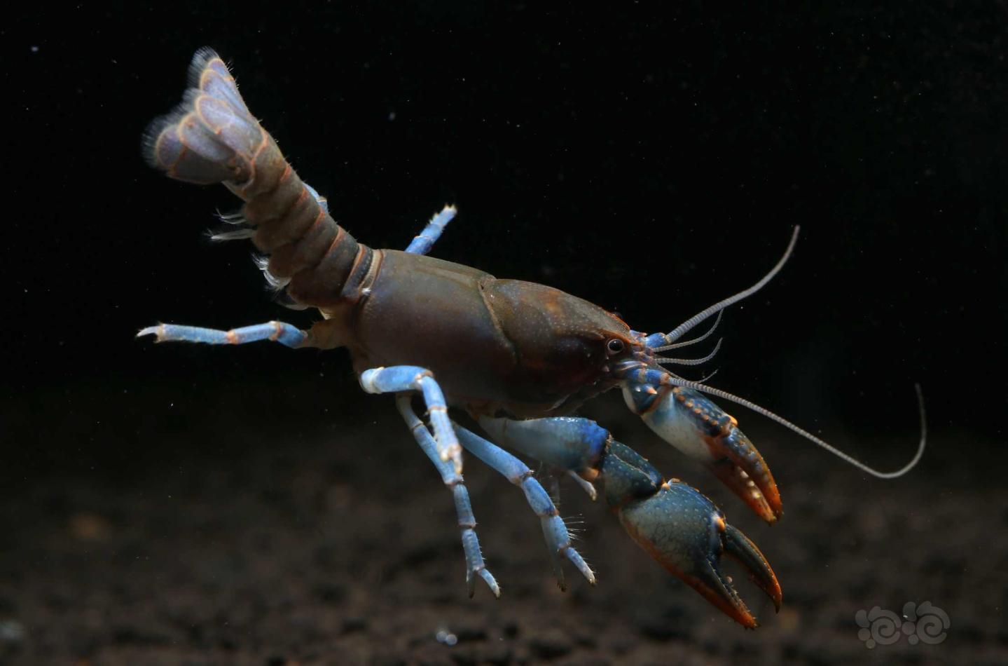 海螯虾科图片