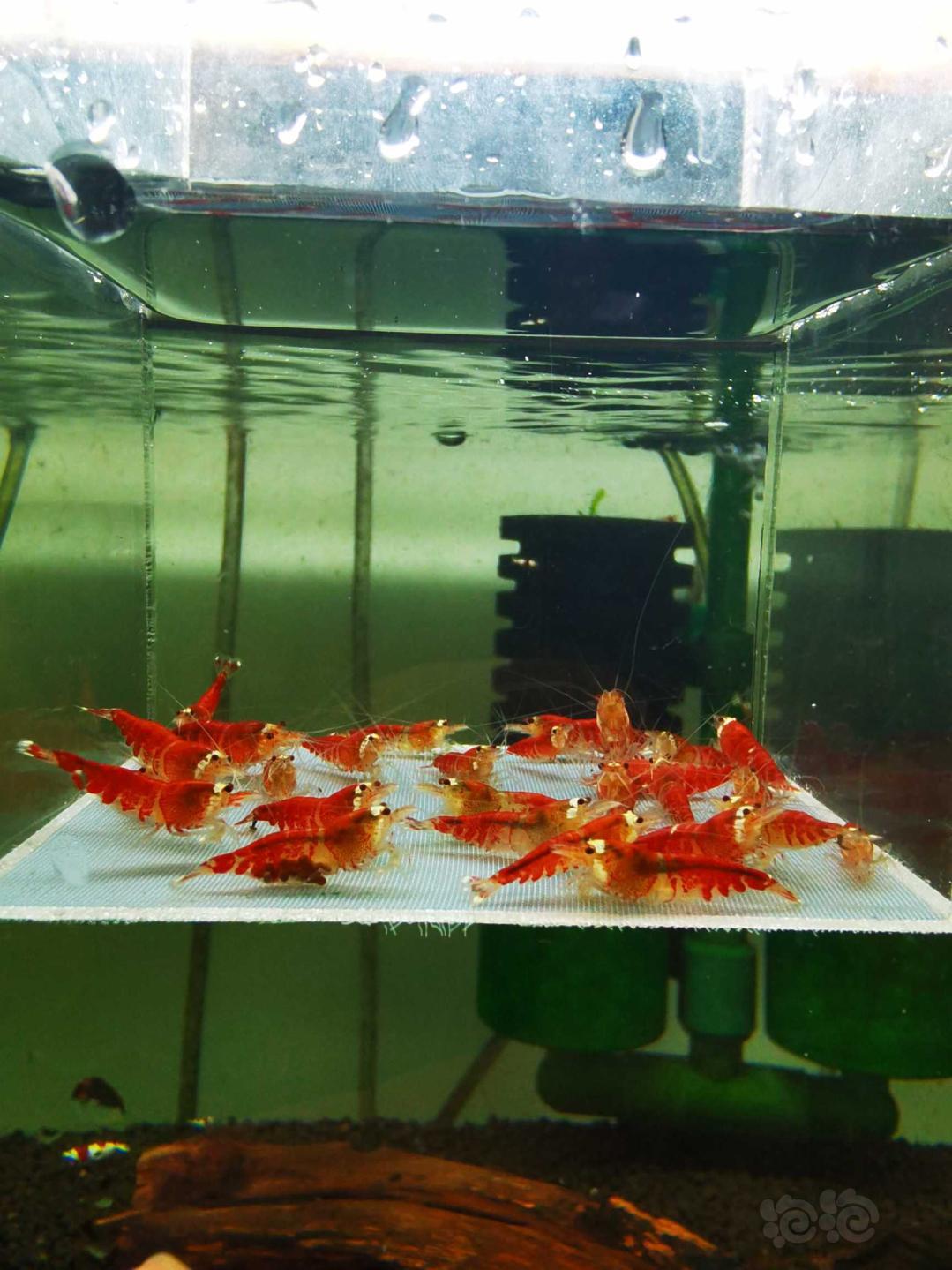 【虾】2020-12-28#RMB拍卖#圣诞红水晶虾一份30只-图3