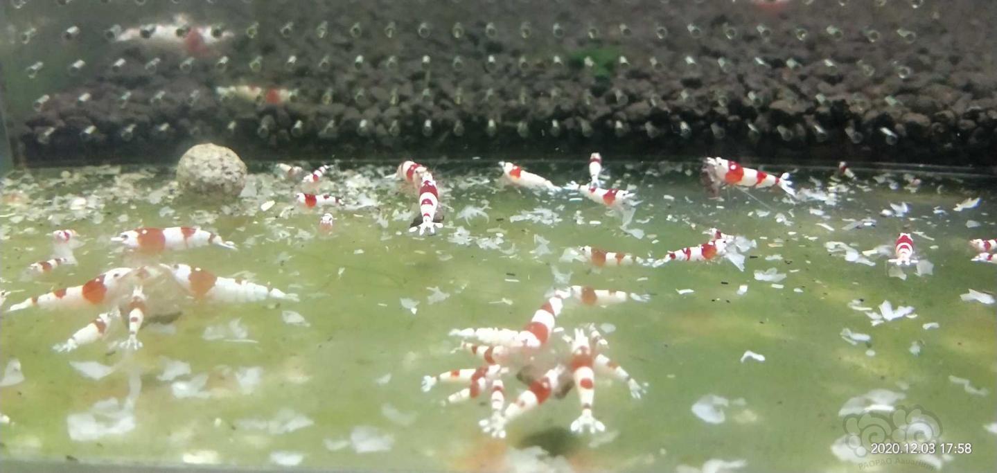 【出售】出红白水晶虾-图1