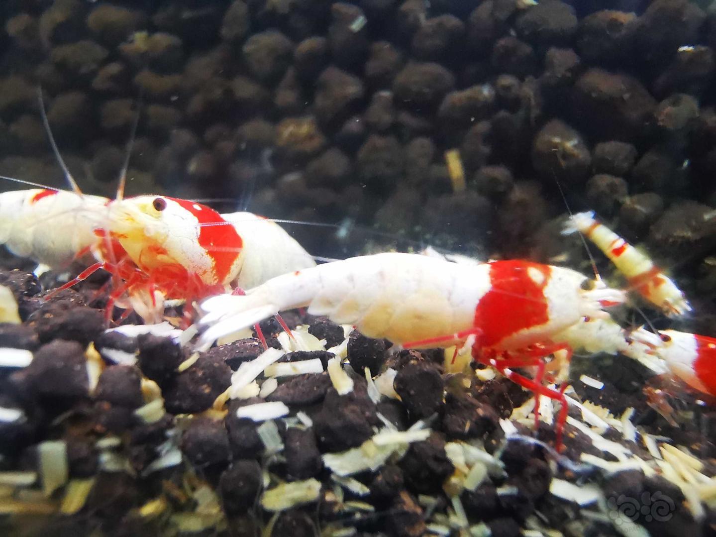 【虾】2020-12-12#拍卖红白水晶虾1公2母-图3