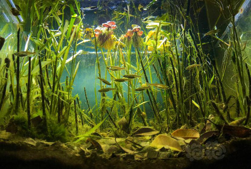 原生缸造景原生小灯鱼