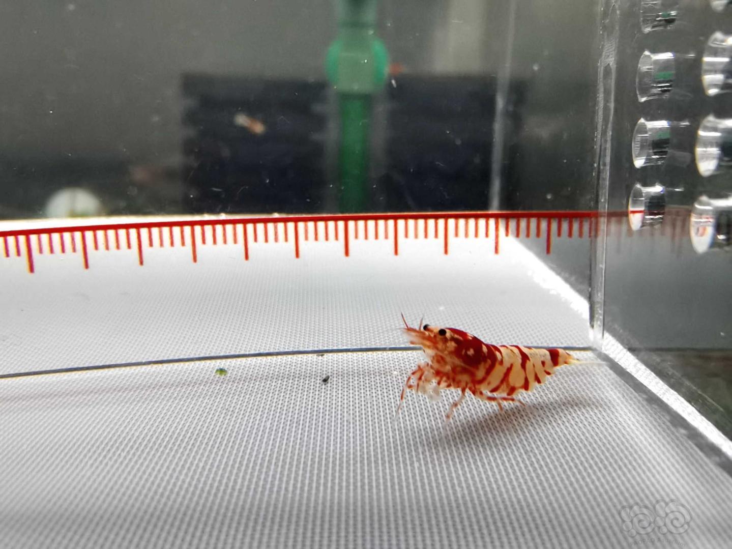 【虾】2020-12-27#RMB拍卖#太极红花虎水晶虾4只-图4