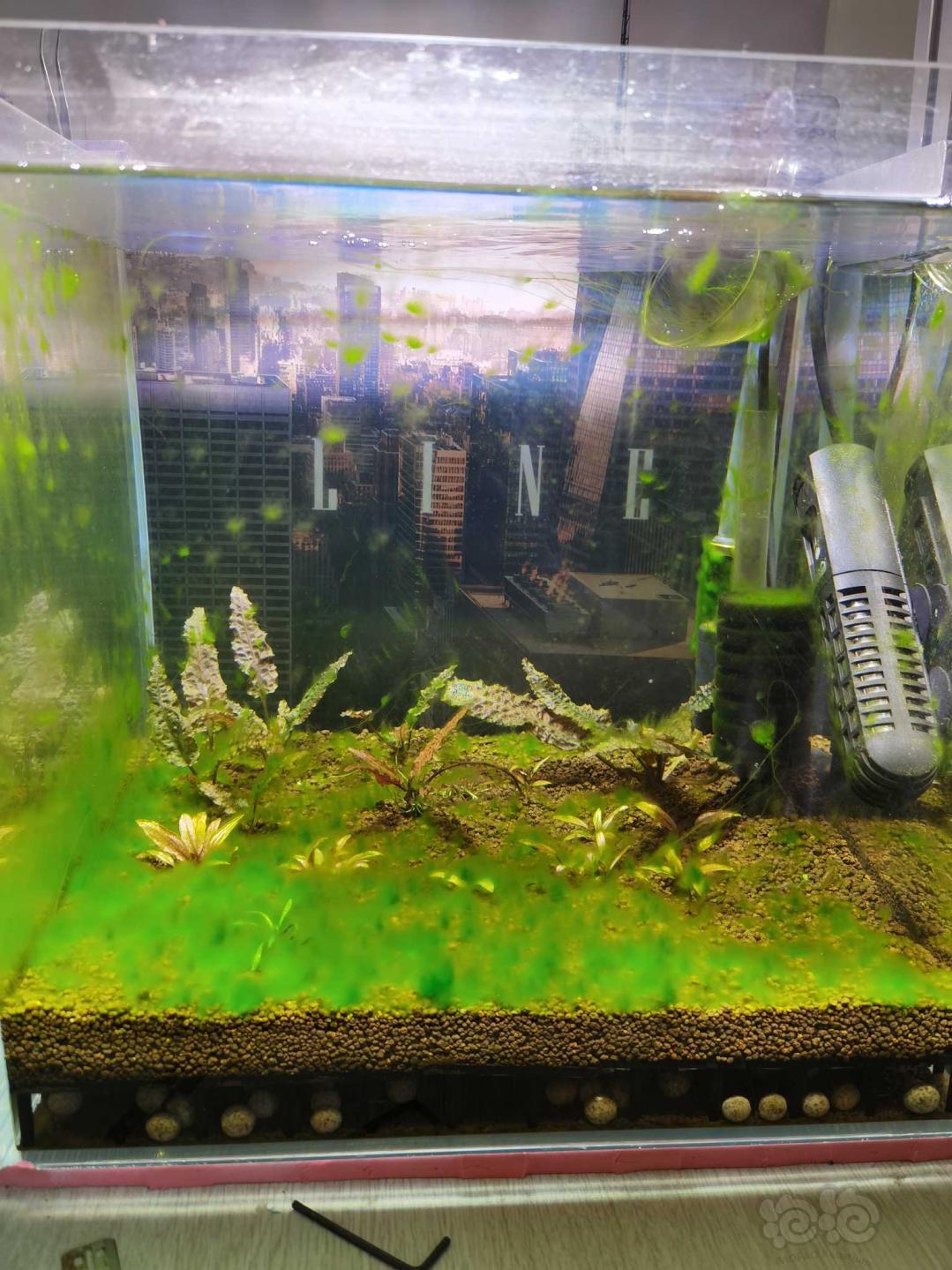 虾缸养藻真漫长-图1