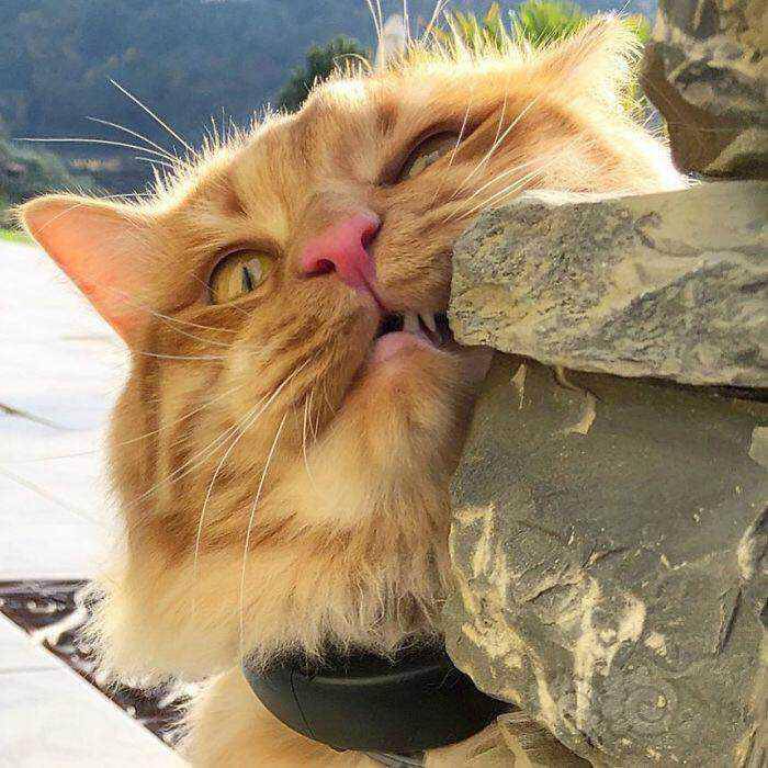 一只意大利的淘气猫看起来非常机智ins上拥有629万粉丝