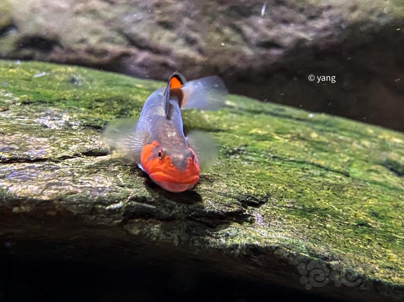 红鳍韧虾虎 梦幻发色-图3