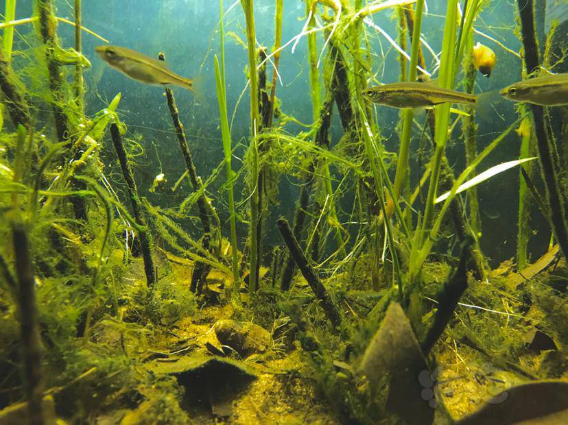 原生缸造景原生小灯鱼