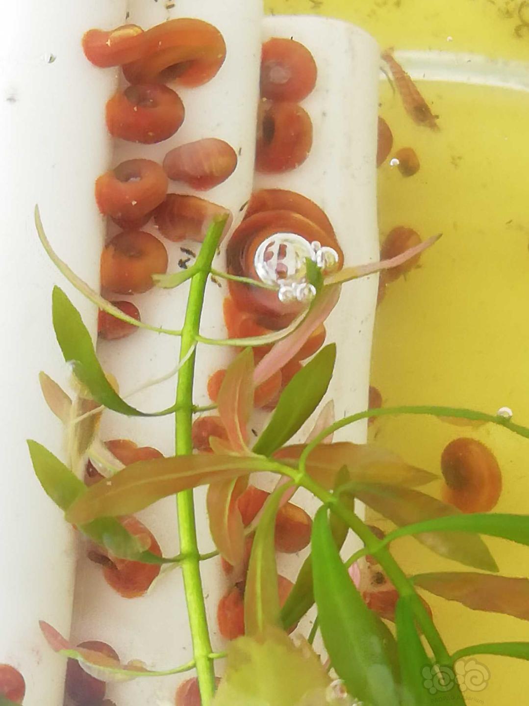 【出售】出水草缸里的极火虾和苹果螺-图1
