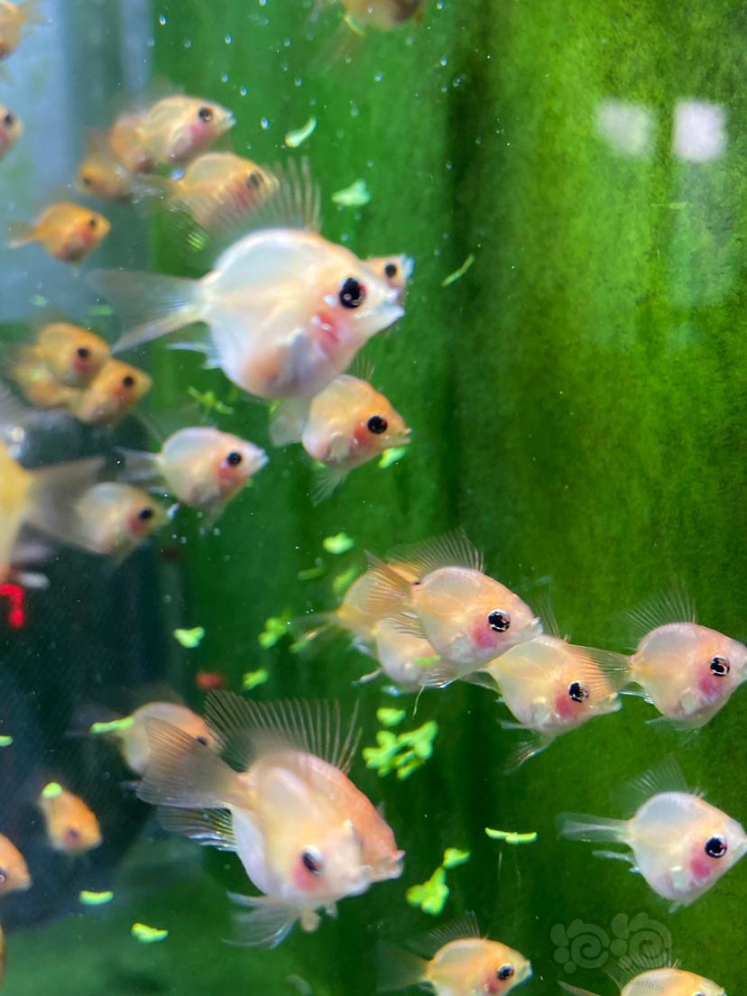 【美洲慈鲷】金波子幼儿园缸里的短绒藻-图5