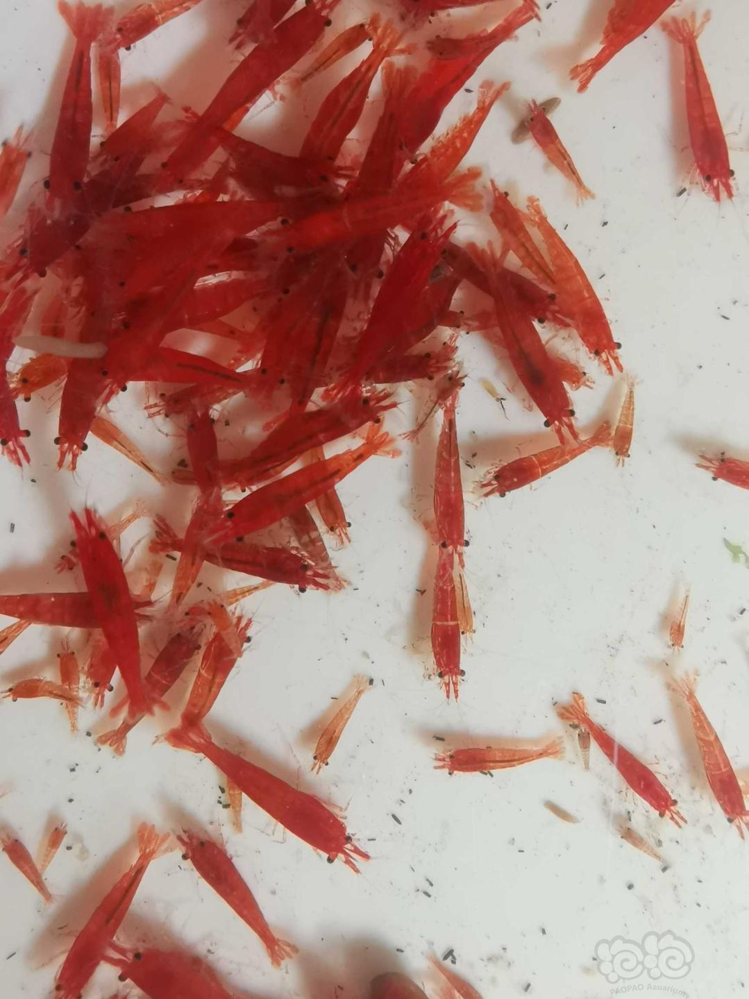 出点淡色的血腥玛丽虾，尺寸1.0—1.8CM-图2