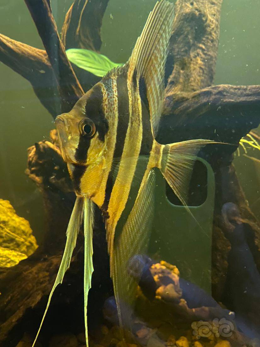 埃及神仙鱼都已成年