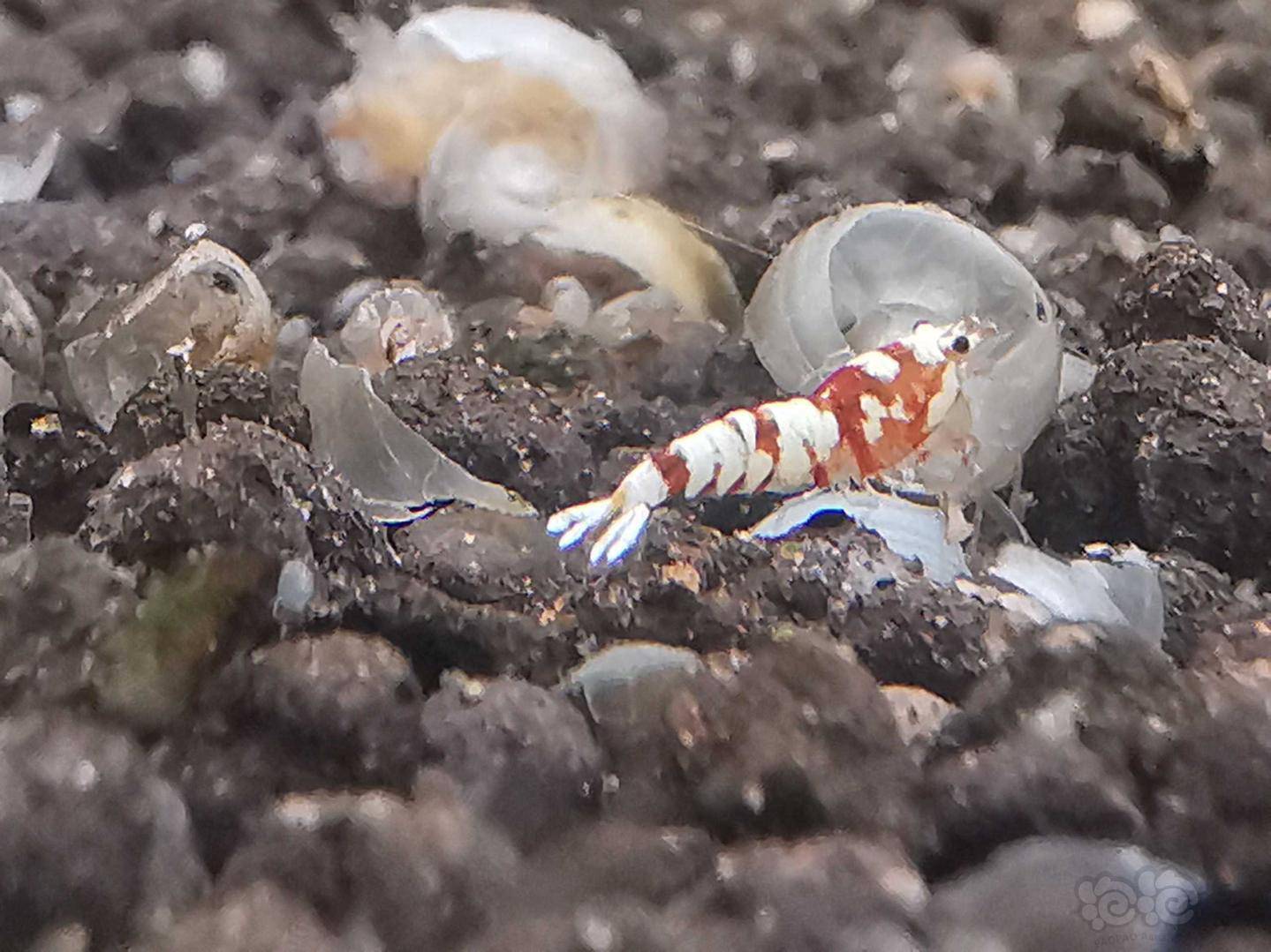 可爱的虾宝宝们