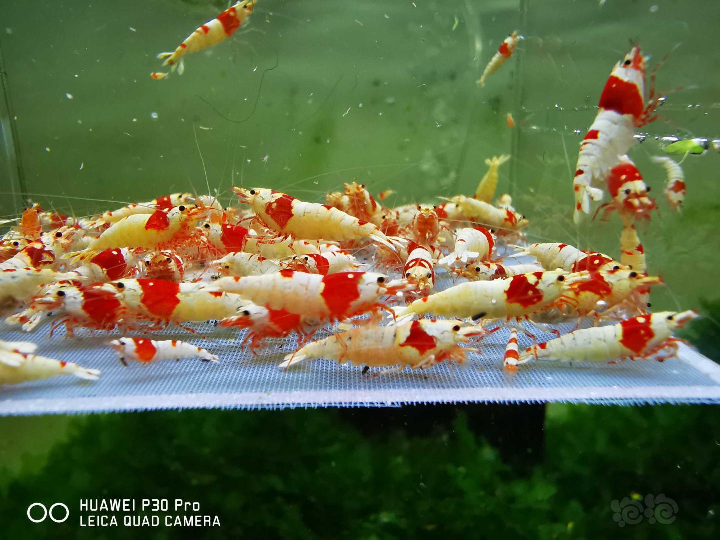 红白纯血水晶虾（打包）-图4