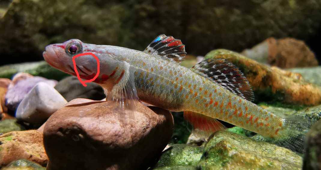 各位大神虾虎这个白色的是啥长在肉里面