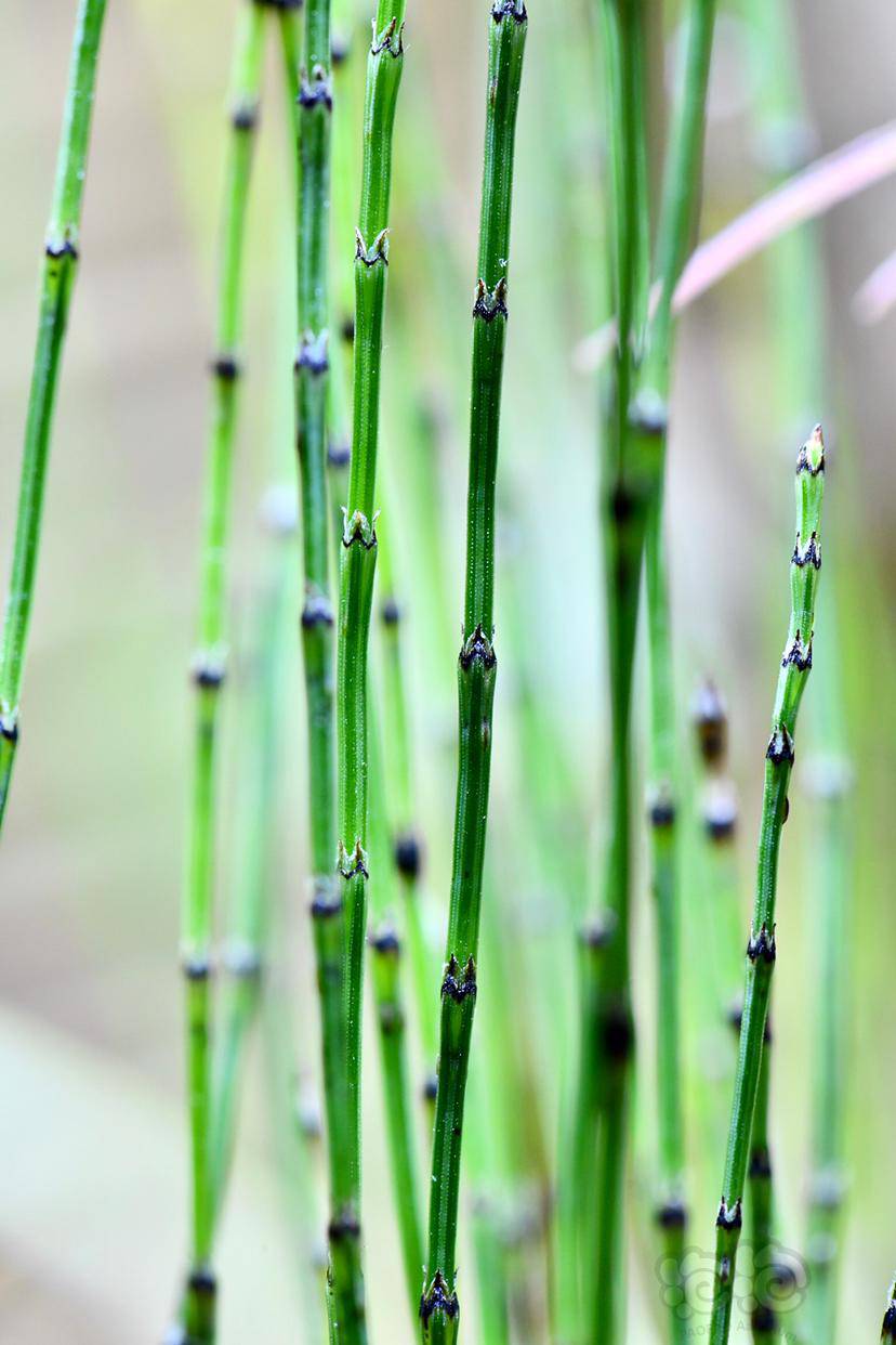 【微景观】坨草缸里的姬木贼