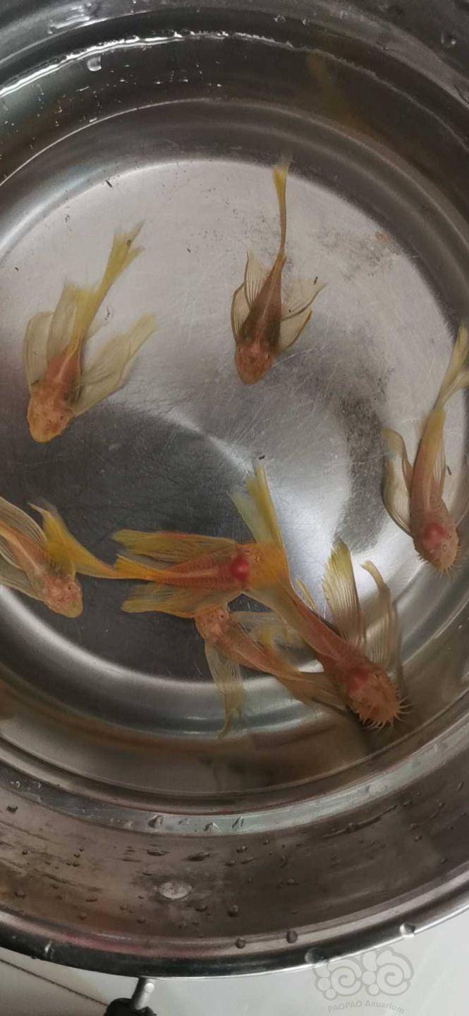 热带鱼24k红眼大帆