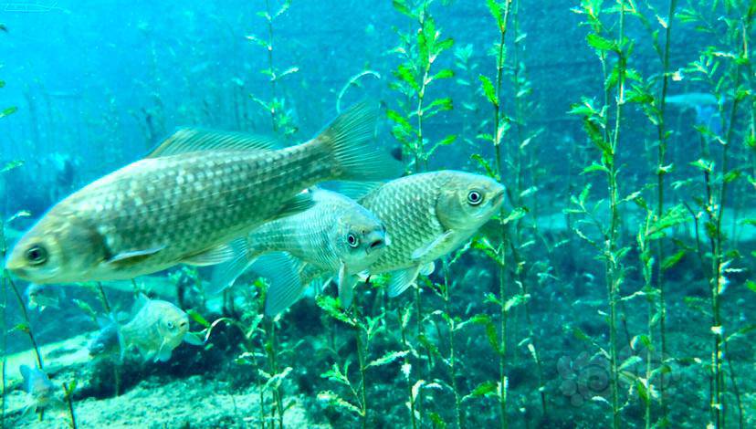 发一下之前没发发过的水下九图