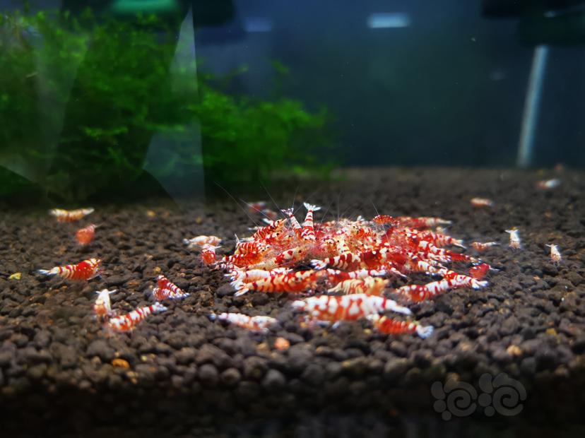 【虾】2020-12-06#RMB拍卖红花虎淘汰一组100只-图3